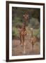 Two Giraffes Walking through the Bush-DLILLC-Framed Premium Photographic Print