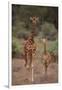 Two Giraffes Walking through the Bush-DLILLC-Framed Premium Photographic Print