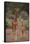 Two Giraffes Walking through the Bush-DLILLC-Framed Stretched Canvas
