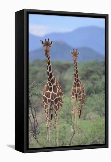 Two Giraffes Walking through the Bush-DLILLC-Framed Stretched Canvas