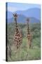 Two Giraffes Walking through the Bush-DLILLC-Stretched Canvas