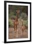 Two Giraffes Walking through the Bush-DLILLC-Framed Photographic Print