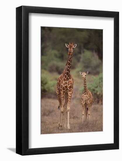 Two Giraffes Walking through the Bush-DLILLC-Framed Photographic Print