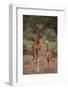 Two Giraffes Walking through the Bush-DLILLC-Framed Photographic Print