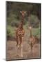 Two Giraffes Walking through the Bush-DLILLC-Mounted Photographic Print