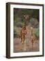 Two Giraffes Walking through the Bush-DLILLC-Framed Photographic Print