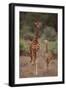 Two Giraffes Walking through the Bush-DLILLC-Framed Photographic Print