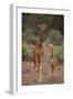 Two Giraffes Walking through the Bush-DLILLC-Framed Photographic Print