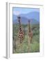 Two Giraffes Walking through the Bush-DLILLC-Framed Photographic Print