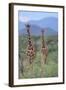 Two Giraffes Walking through the Bush-DLILLC-Framed Photographic Print