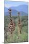 Two Giraffes Walking through the Bush-DLILLC-Mounted Photographic Print