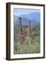 Two Giraffes Walking through the Bush-DLILLC-Framed Photographic Print