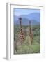 Two Giraffes Walking through the Bush-DLILLC-Framed Photographic Print