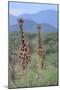 Two Giraffes Walking through the Bush-DLILLC-Mounted Photographic Print