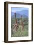 Two Giraffes Walking through the Bush-DLILLC-Framed Photographic Print