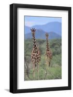 Two Giraffes Walking through the Bush-DLILLC-Framed Photographic Print