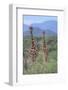 Two Giraffes Walking through the Bush-DLILLC-Framed Photographic Print