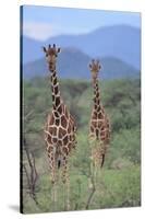 Two Giraffes Walking through the Bush-DLILLC-Stretched Canvas