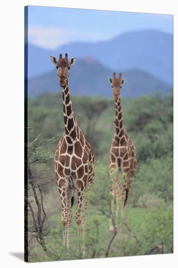 Two Giraffes Walking through the Bush-DLILLC-Stretched Canvas