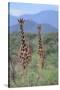 Two Giraffes Walking through the Bush-DLILLC-Stretched Canvas