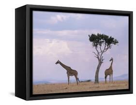 Two Giraffes with Acacia Tree, Masai Mara, Kenya, East Africa, Africa-James Gritz-Framed Stretched Canvas