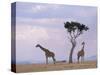 Two Giraffes with Acacia Tree, Masai Mara, Kenya, East Africa, Africa-James Gritz-Stretched Canvas