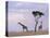 Two Giraffes with Acacia Tree, Masai Mara, Kenya, East Africa, Africa-James Gritz-Stretched Canvas