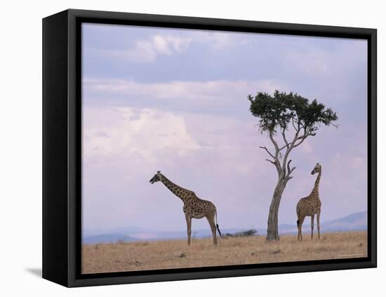 Two Giraffes with Acacia Tree, Masai Mara, Kenya, East Africa, Africa-James Gritz-Framed Stretched Canvas
