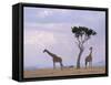 Two Giraffes with Acacia Tree, Masai Mara, Kenya, East Africa, Africa-James Gritz-Framed Stretched Canvas