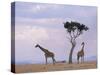 Two Giraffes with Acacia Tree, Masai Mara, Kenya, East Africa, Africa-James Gritz-Stretched Canvas