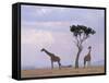 Two Giraffes with Acacia Tree, Masai Mara, Kenya, East Africa, Africa-James Gritz-Framed Stretched Canvas