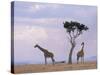 Two Giraffes with Acacia Tree, Masai Mara, Kenya, East Africa, Africa-James Gritz-Stretched Canvas