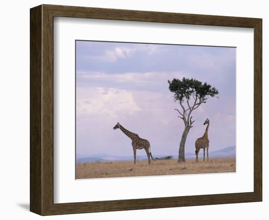 Two Giraffes with Acacia Tree, Masai Mara, Kenya, East Africa, Africa-James Gritz-Framed Photographic Print