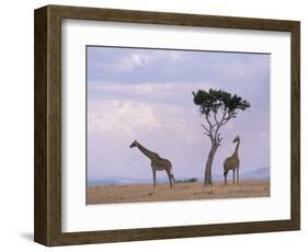 Two Giraffes with Acacia Tree, Masai Mara, Kenya, East Africa, Africa-James Gritz-Framed Photographic Print