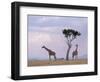 Two Giraffes with Acacia Tree, Masai Mara, Kenya, East Africa, Africa-James Gritz-Framed Photographic Print