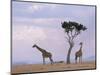 Two Giraffes with Acacia Tree, Masai Mara, Kenya, East Africa, Africa-James Gritz-Mounted Photographic Print