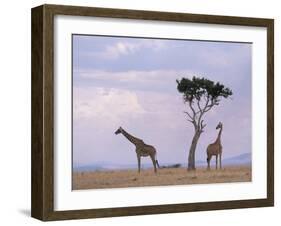 Two Giraffes with Acacia Tree, Masai Mara, Kenya, East Africa, Africa-James Gritz-Framed Photographic Print