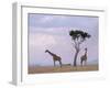 Two Giraffes with Acacia Tree, Masai Mara, Kenya, East Africa, Africa-James Gritz-Framed Photographic Print