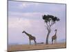 Two Giraffes with Acacia Tree, Masai Mara, Kenya, East Africa, Africa-James Gritz-Mounted Photographic Print