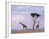 Two Giraffes with Acacia Tree, Masai Mara, Kenya, East Africa, Africa-James Gritz-Framed Photographic Print