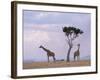 Two Giraffes with Acacia Tree, Masai Mara, Kenya, East Africa, Africa-James Gritz-Framed Photographic Print