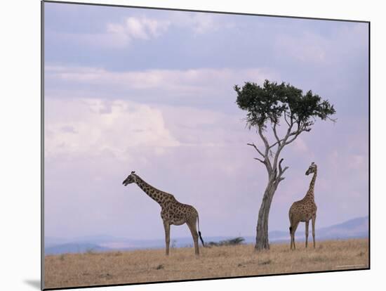 Two Giraffes with Acacia Tree, Masai Mara, Kenya, East Africa, Africa-James Gritz-Mounted Photographic Print