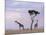 Two Giraffes with Acacia Tree, Masai Mara, Kenya, East Africa, Africa-James Gritz-Mounted Photographic Print