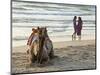 Two Girls on Beach at Dusk, Camel Waiting, Ganpatipule, Karnataka, India, Asia-Annie Owen-Mounted Photographic Print