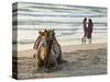 Two Girls on Beach at Dusk, Camel Waiting, Ganpatipule, Karnataka, India, Asia-Annie Owen-Stretched Canvas