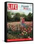 Two Girls Sharing a Secret Standing in Tulip Beds at a Dallas Flower Show, April 29, 2005-Greg Miller-Framed Stretched Canvas