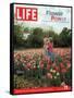 Two Girls Sharing a Secret Standing in Tulip Beds at a Dallas Flower Show, April 29, 2005-Greg Miller-Framed Stretched Canvas