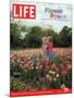 Two Girls Sharing a Secret Standing in Tulip Beds at a Dallas Flower Show, April 29, 2005-Greg Miller-Mounted Photographic Print