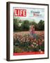 Two Girls Sharing a Secret Standing in Tulip Beds at a Dallas Flower Show, April 29, 2005-Greg Miller-Framed Photographic Print