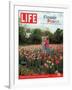 Two Girls Sharing a Secret Standing in Tulip Beds at a Dallas Flower Show, April 29, 2005-Greg Miller-Framed Photographic Print